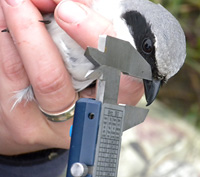 Permalink to Field Update from Grey-Bruce and Manitoulin Measuring