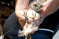 Permalink to BC Burrowing Owls BOwl_hand
