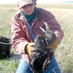 Photo by Ania – Dawn holding a raven found inside a burrow