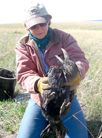 Permalink to Update from Burrowing Owl Recovery Team, British Columbia Photo by Ania – Dawn holding a raven found inside a burrow