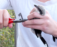 Permalink to A Season to Remember in Carden Shrike Banding