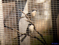 Permalink to Dyer’s Bay Blog: Dressing up for the Shrikes Shrikes-in-cage