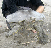 Spiny-Softshell-smiling