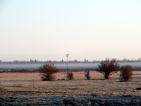 Permalink to Eastern Logghead Shrike Recovery – The Carden Team Cameron Ranch on a foggy morning