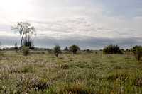 Permalink to Carden Ontario Eastern Loggerhead Shrikes “Two worlds of the shrike” carden_1