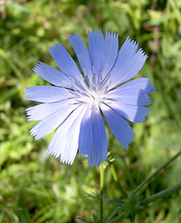 Permalink to Dyer’s Bay Blog: Stayin’ Alive flowers