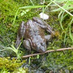 spotted_frog_1