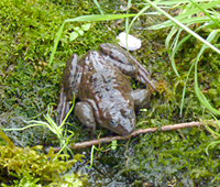 spotted_frog_1
