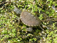 turtle_3 Turtle