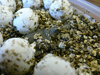 turtle_eggs_2 Turtle Eggs