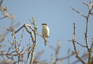 IMGP0090