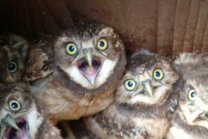 owl6