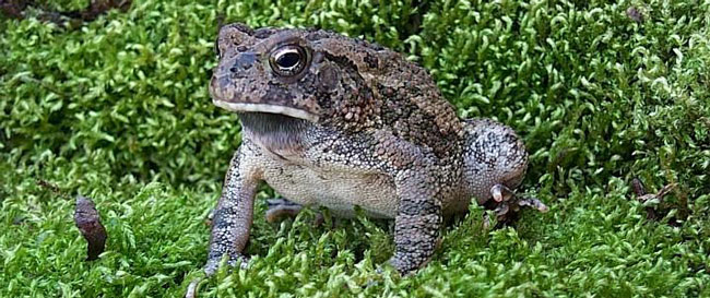 Fowlers_toad-longn