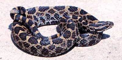 e_massasauga_long