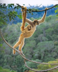 muriqui-04