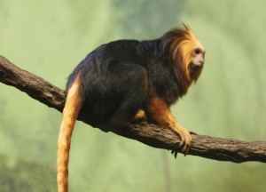 Golden-headed lion tamarin