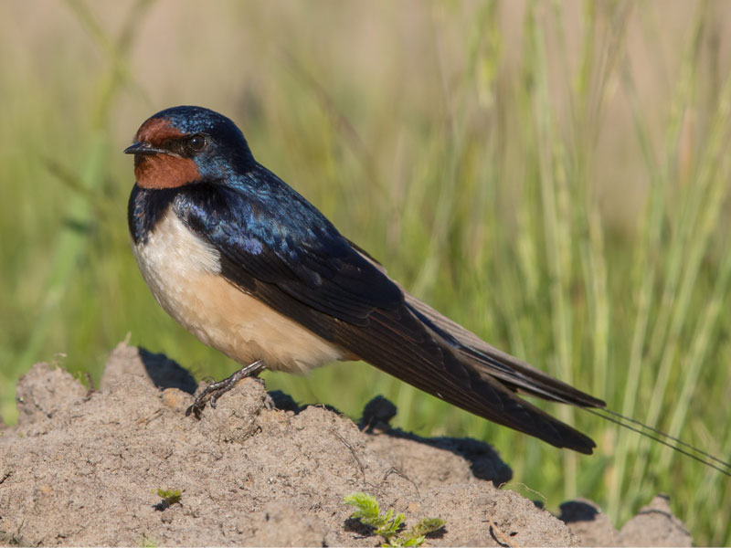 Swallows of the Maritimes