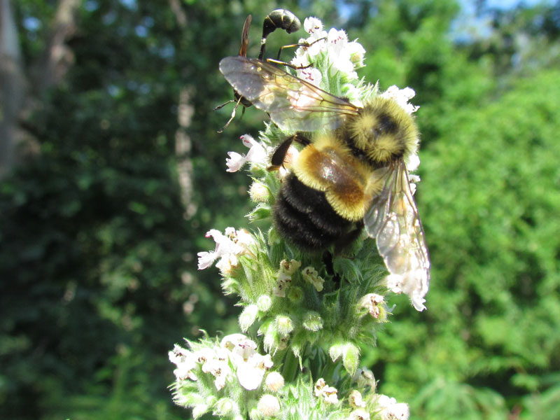 Rusty-Patched Bumble Bee