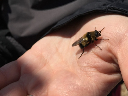 Flying under the radar: encountering bumble bee mimics in the field ...