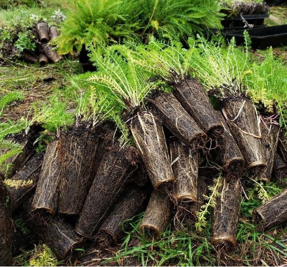 Helliwell Provincial Park plants