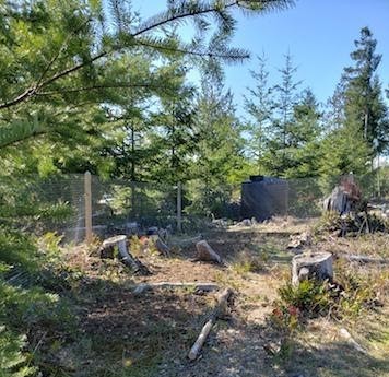 Denman Island forest