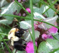 bee in flowers