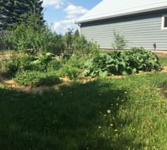 garden in yard