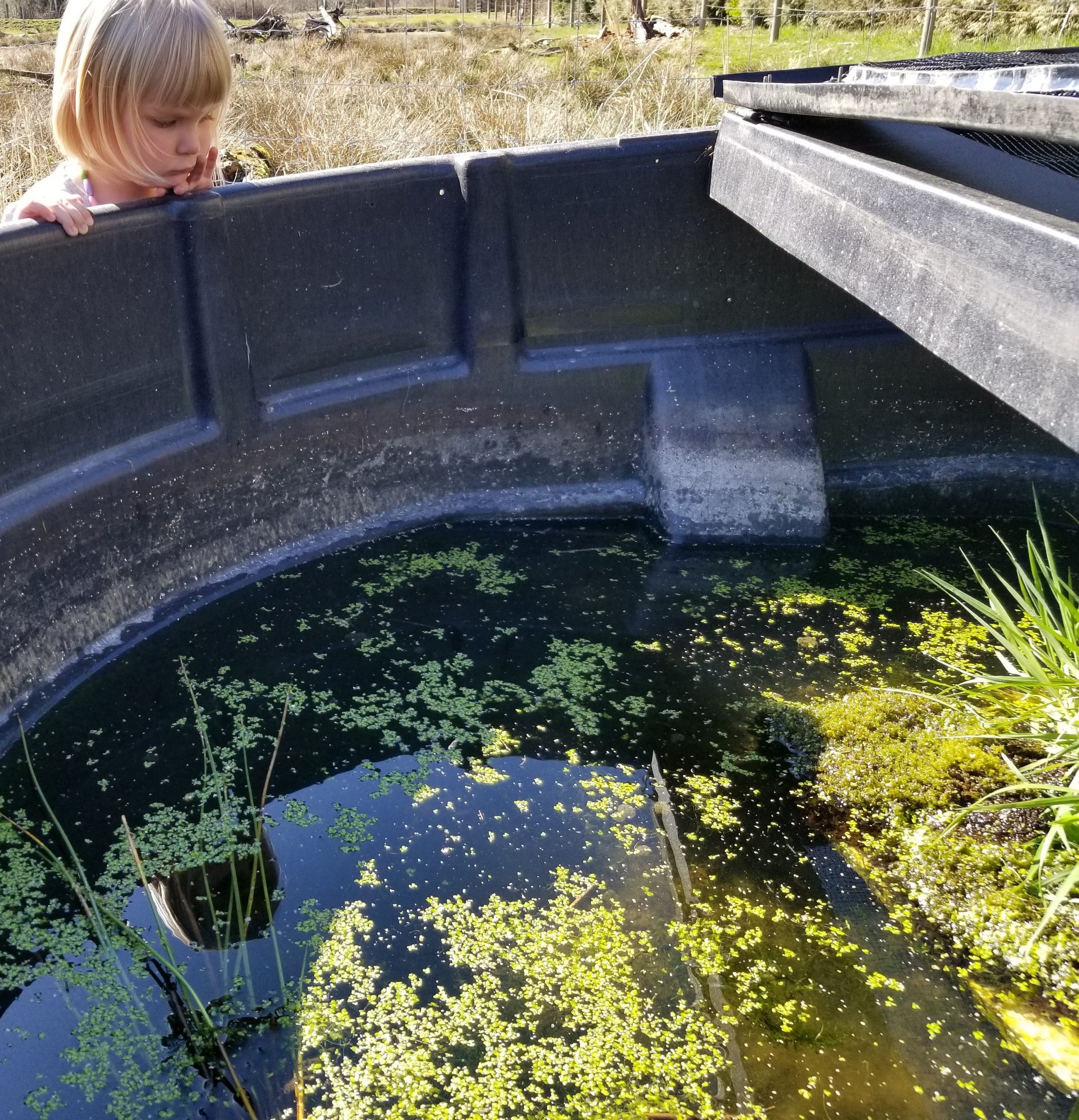 Large 300 gallon tubs are used for Oregon spotted frog breeding and for raising tadpoles before release.