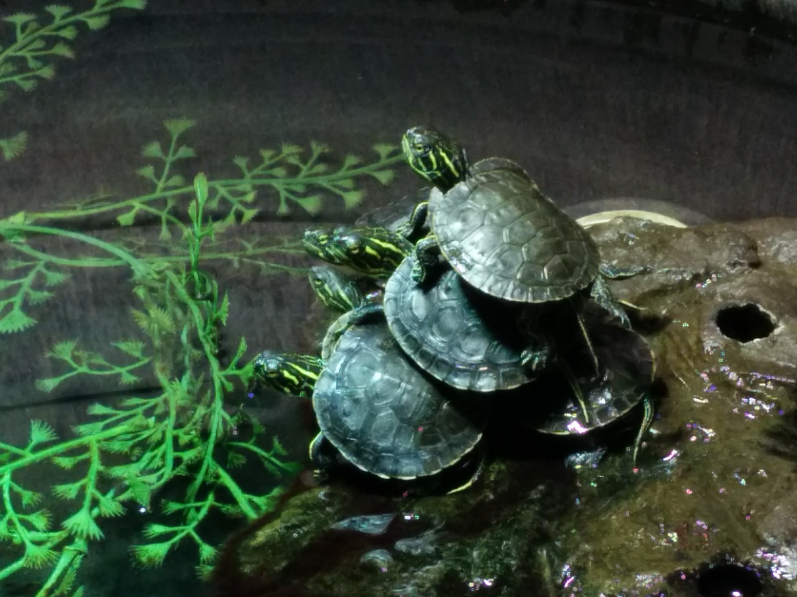 Conservation Corner Update with the Greater Vancouver Zoo Wildlife