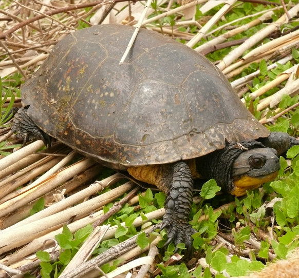 Blanding’s Turtle