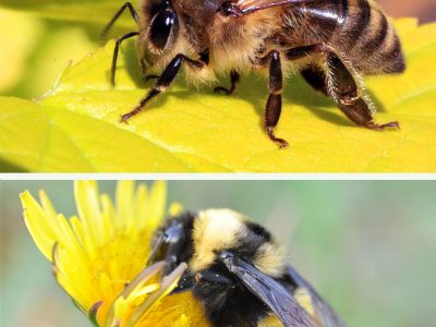 The Bee Apocalypse Was Never Real; Here's Why | American ...