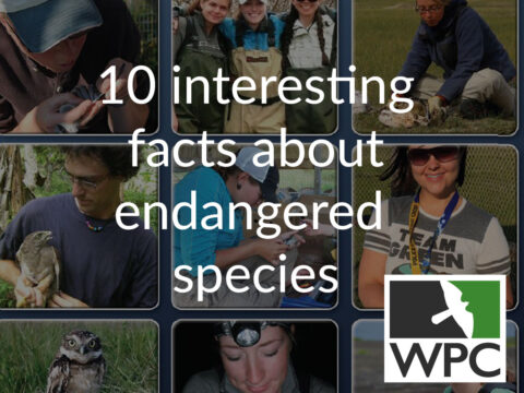 WHAT ARE SOME INTERESTING FACTS ABOUT ENDANGERED SPECIES visual data 6