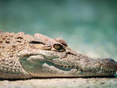 The One Plan Approach in Action: Captive-bred crocodiles reveal never-before seen behaviour