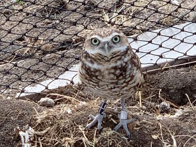 “Where’s Waldo?” The search for burrowing owls in the prairies