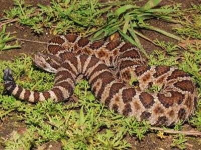 URBAN VIPERS 2: Western rattlesnakes of Osoyoos, B.C.