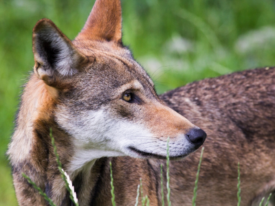 Helping our neighbours while improving our skills: Conservation Planning for Red Wolf