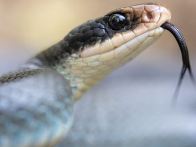Day in the life of a blue racer snake researcher
