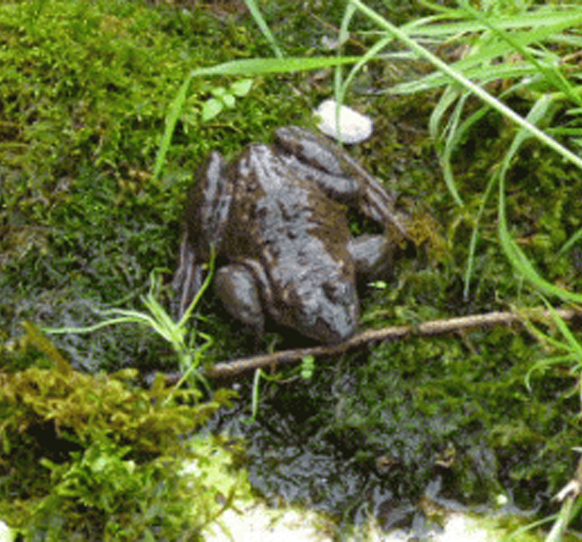 Oregon Spotted Frog