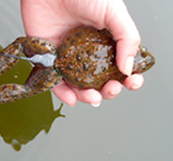 Oregon Spotted Frog