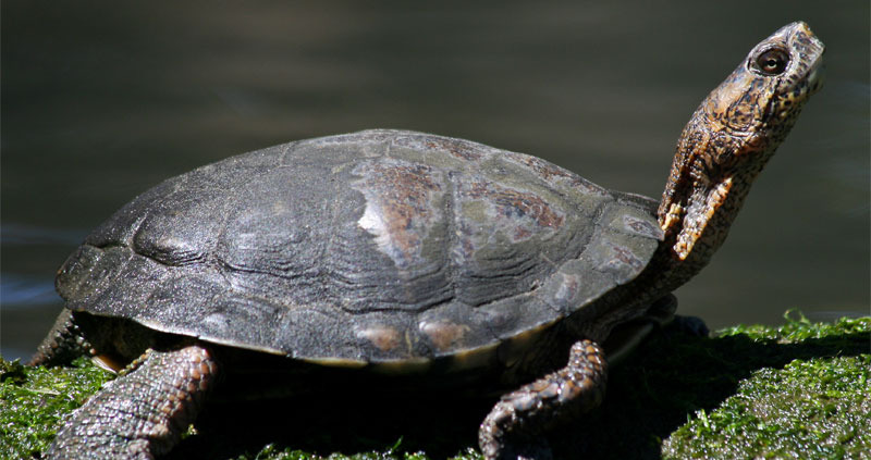 Pacific pond turtle (Actinemys marmorata)
