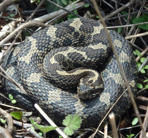 Massasauga Rattlesnake