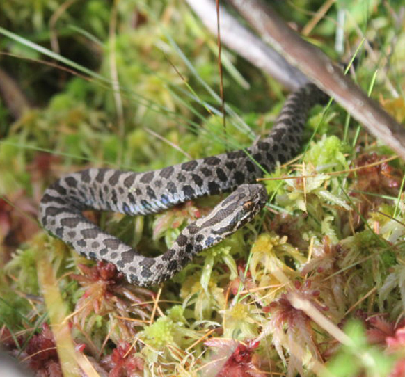 Massasauga Rattlesnake