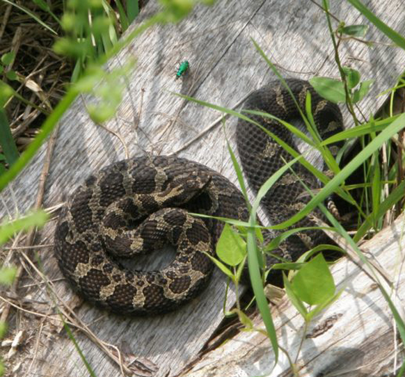 Massasauga Rattlesnake
