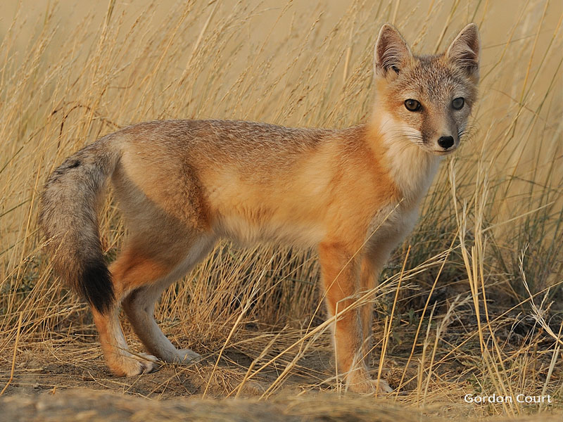 Swift fox (Vulpes velox)