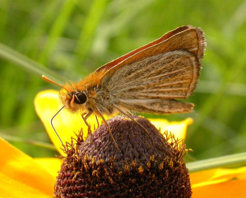 prairie butterfly on yellow flower