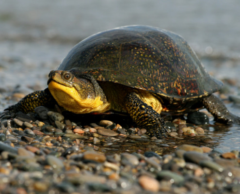 Blanding’s turtle (Emydoidea blandingii)