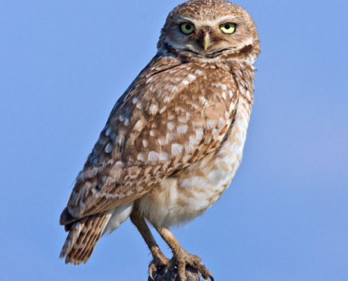 Burrowing owl