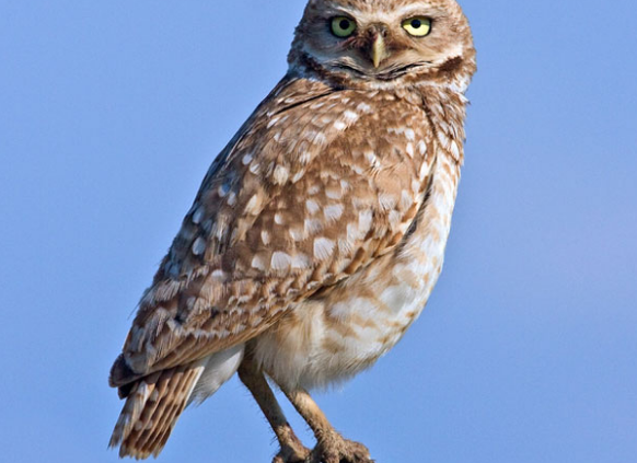 Burrowing owl