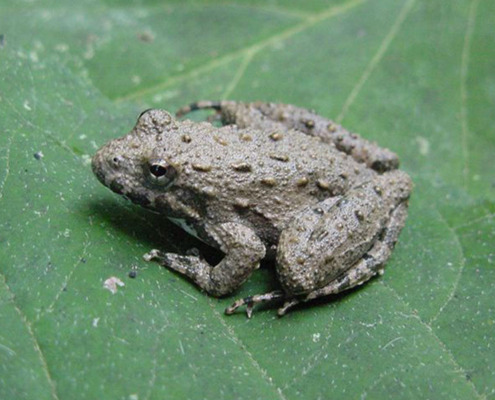 Blanchard’s Cricket Frog (Acris blanchardi)