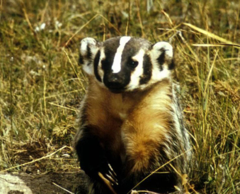 American badger (Taxidea taxus jeffersonii)